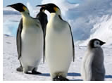 Gay group cruise visiting Paradise Bay, Antarctica